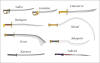 Tailles compares des armes de type sabre